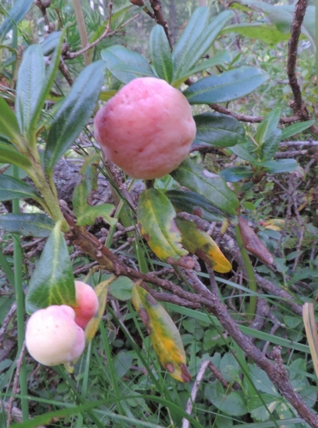 Ancora parassita